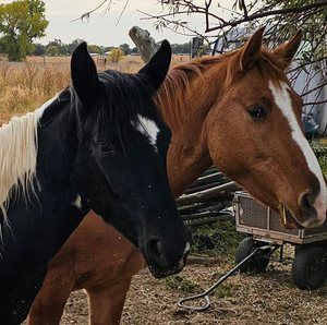 Meet your Posher, Correne